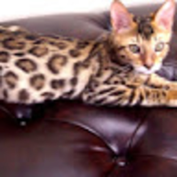 Meet your Posher, Rebecca - Picture 1 of 1